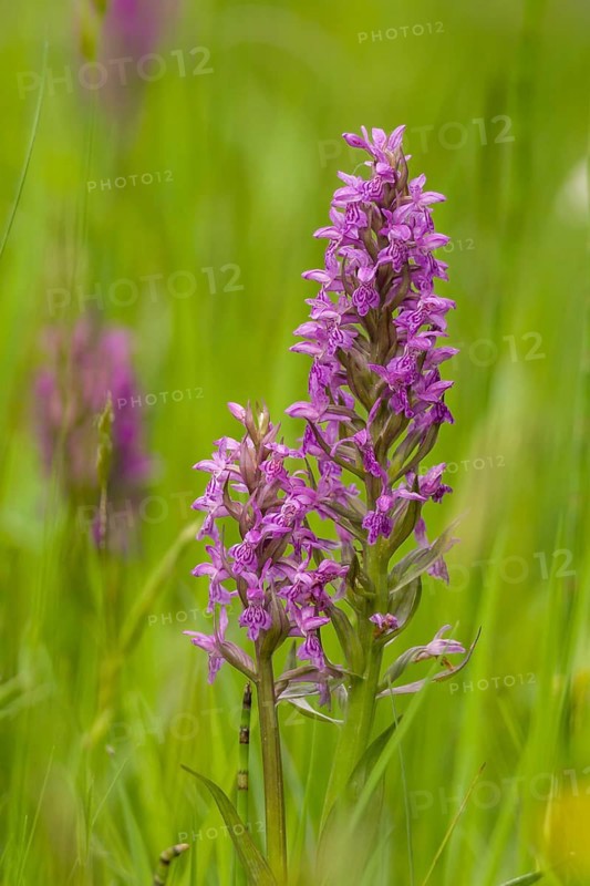 Western Marsh Orchid (Dactylorhiza majalis)