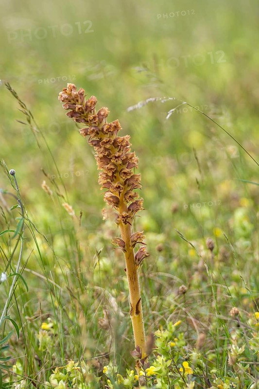 Large broomrape (Orobanche elatior)