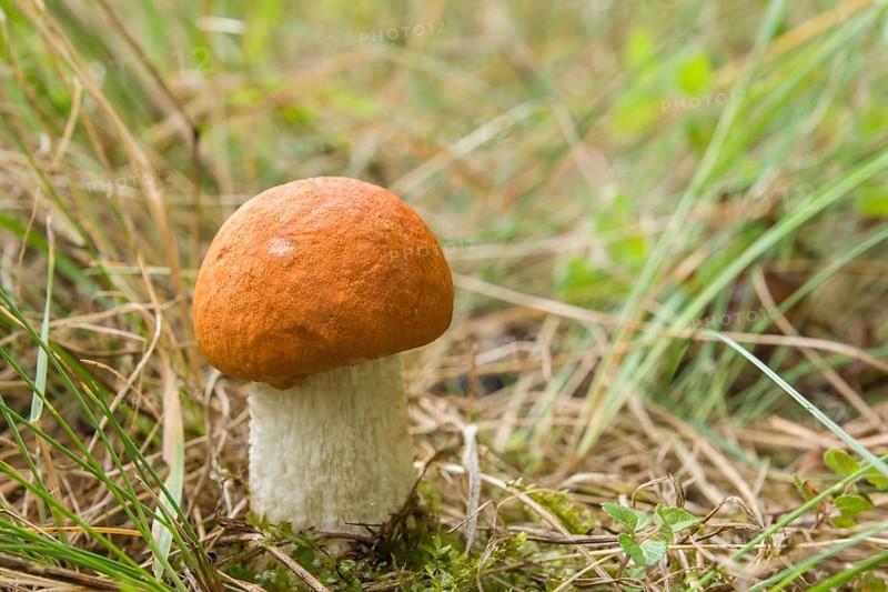Red-capped scaber stalk (Leccinum leucopodium)
