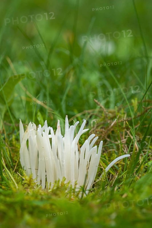 Clavaria falcata (Clavaria falcata)
