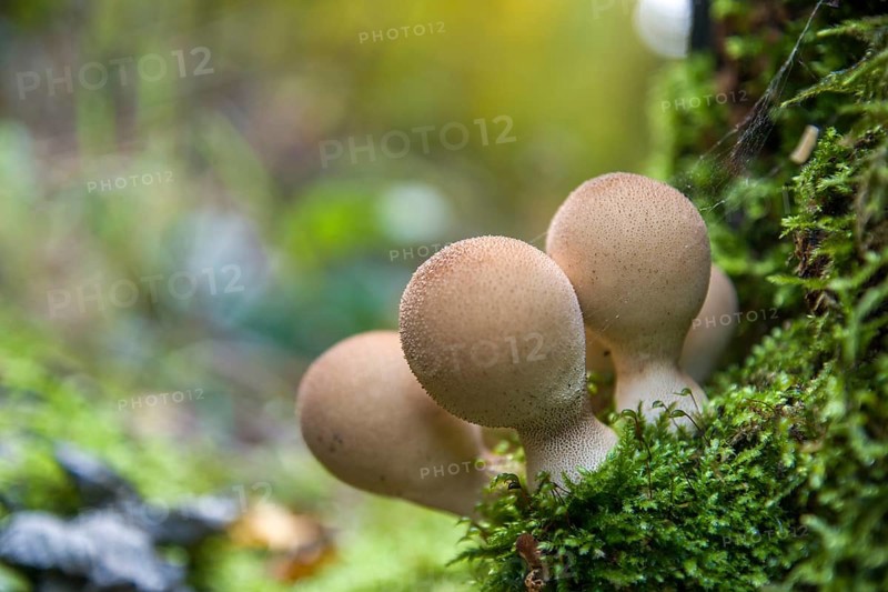 Pear-shaped Puffball (Lycoperdon pyriforme)