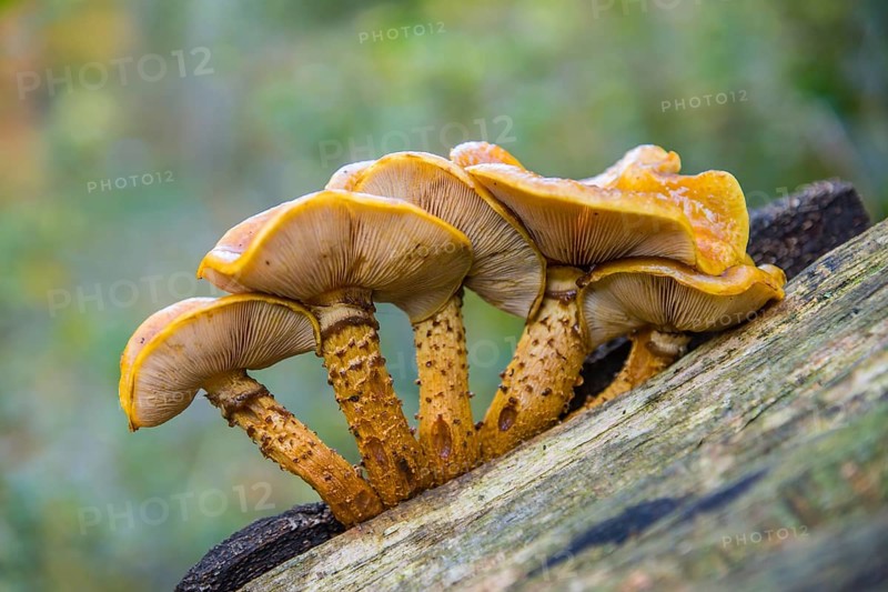 Pholiota aurivella (Pholiota aurivellus) on beech