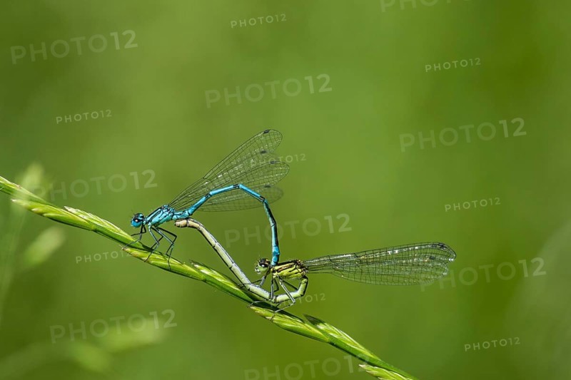 Azure Damselfly (Coenagrion puella)