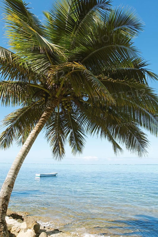 Boat and palm tree on the Coral Coast