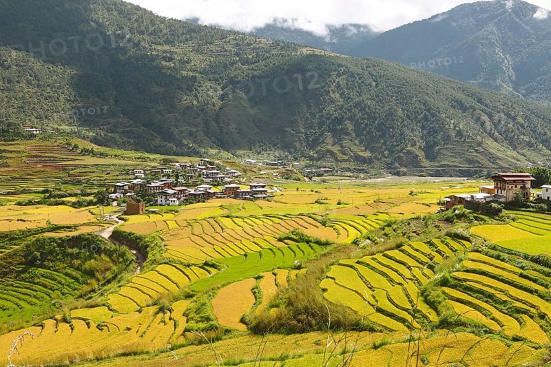 View of Lobesa and terraced rice fields