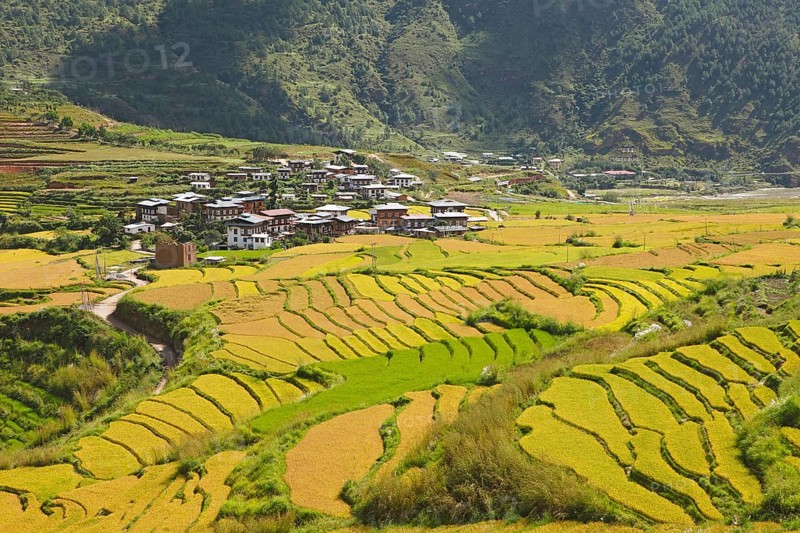 View of Lobesa and terraced rice fields