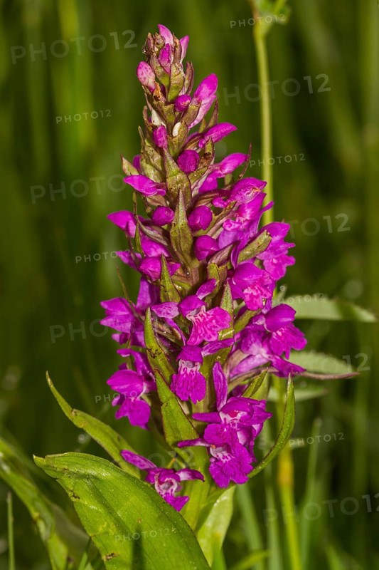 Marsh Orchid (Dactylorhiza majalis)