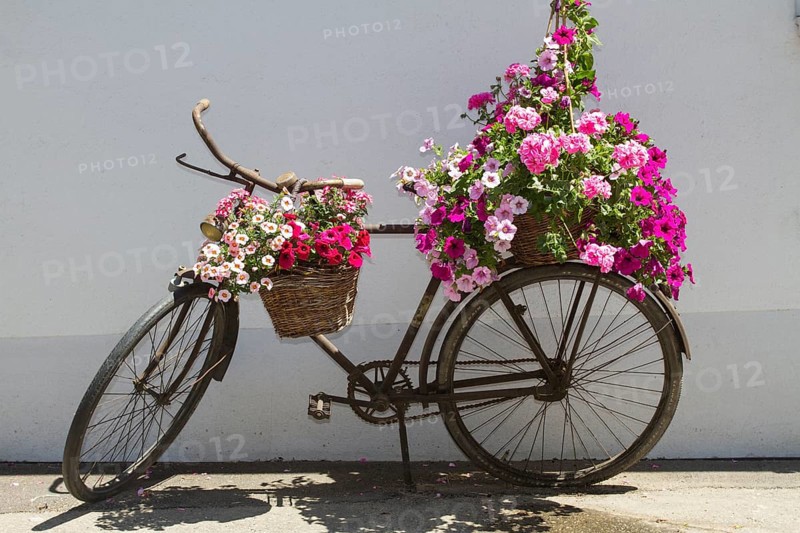Old bicycle decorated with pink flowers