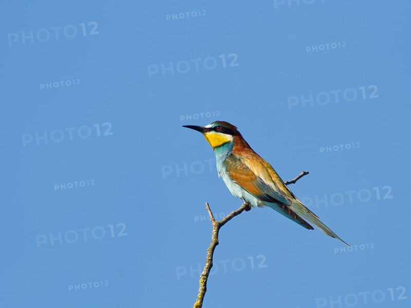 European bee-eater (Merops apiaster) perching on branch