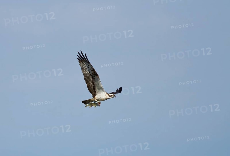Osprey (Pandion haliaetus) in flight