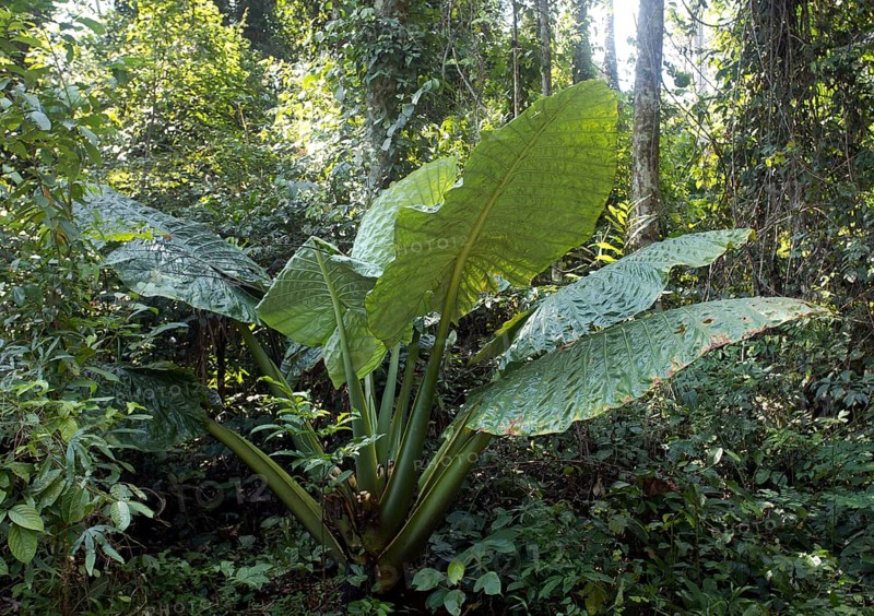 Giant Taro or Elephant Ear (Alocasia macrorrhizos)