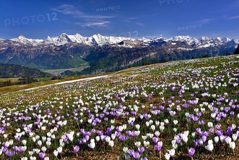 Crocus meadow above Interlaken near Beatenberg on the Niederhorn
