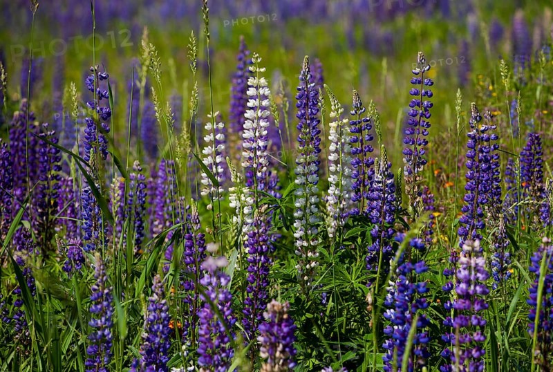 Wild Lupins (Lupinus) growing in a meadow