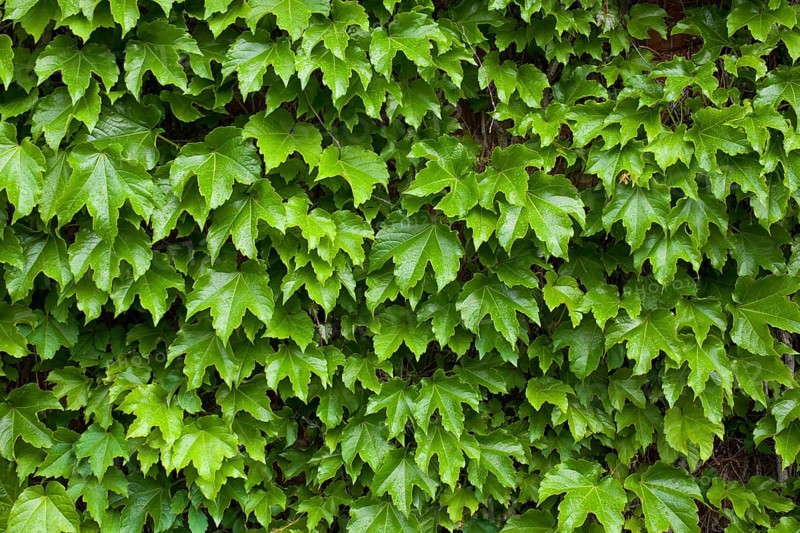 Vines on brick wall