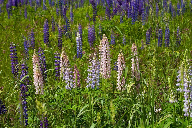 Wild Lupins (Lupinus) growing in a meadow