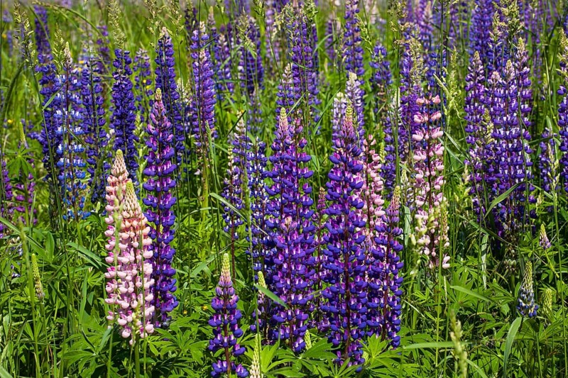 Wild Lupins (Lupinus) growing in a meadow