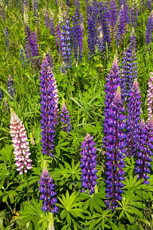 Wild Lupins (Lupinus) growing in a meadow