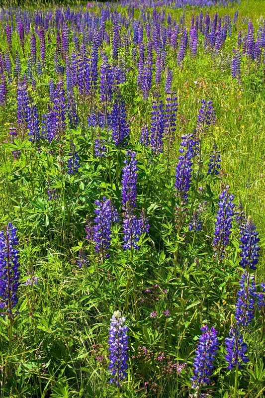 Wild Lupins (Lupinus) growing in a meadow