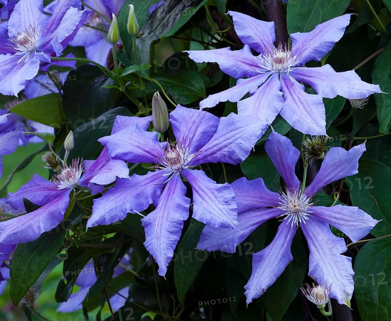 Blue Clematis flower (Clematis Daniel Deronda)
