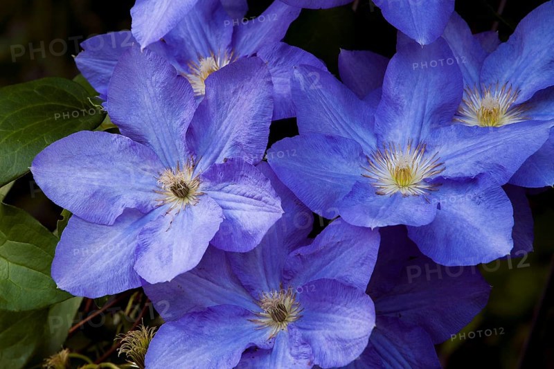 Blue Clematis flower (Clematis)