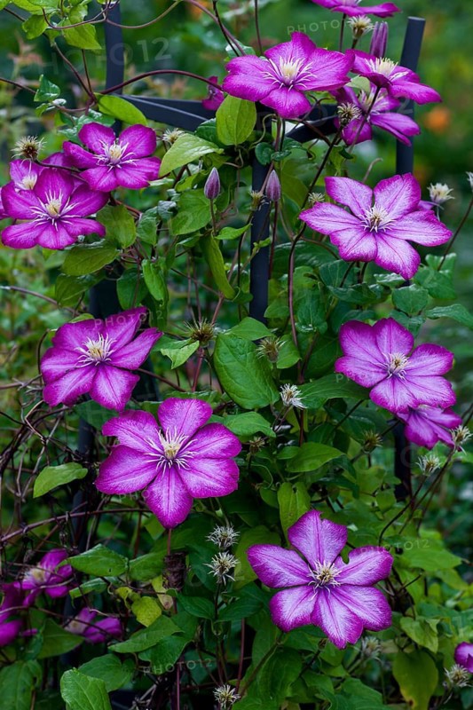 Pink Clematis flower (Clematis)