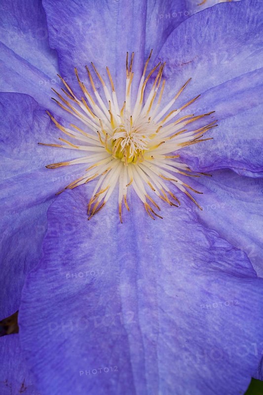 Blue Clematis flower (Clematis)