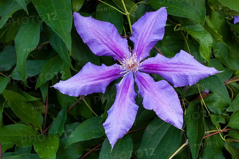 Blue Clematis flower (Clematis Daniel Deronda)