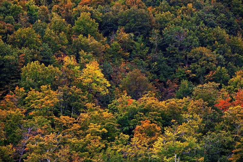 Early autumn colors