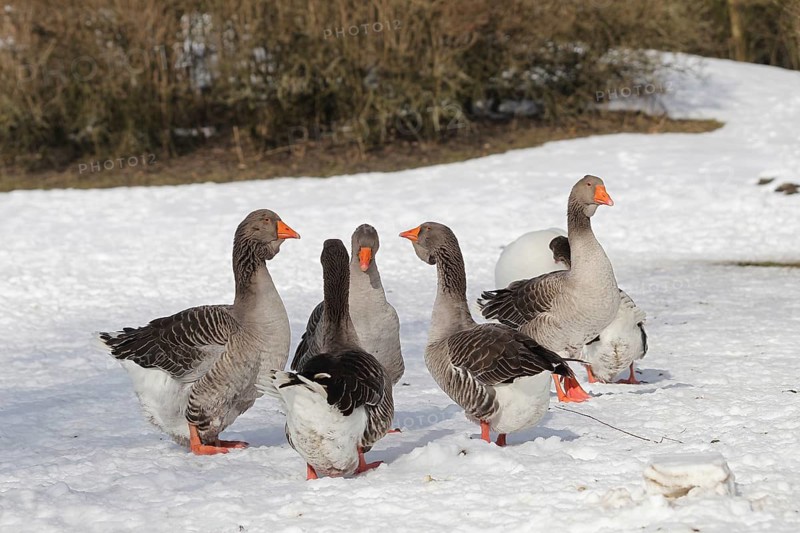 Toulouse Geese in the snow