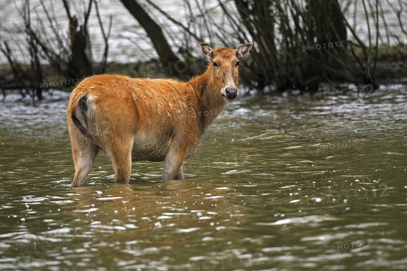 Pere David's deer
