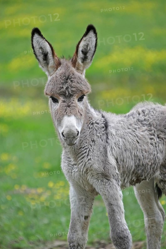 Miniature donkey foal (Equus asinus f. asinus)