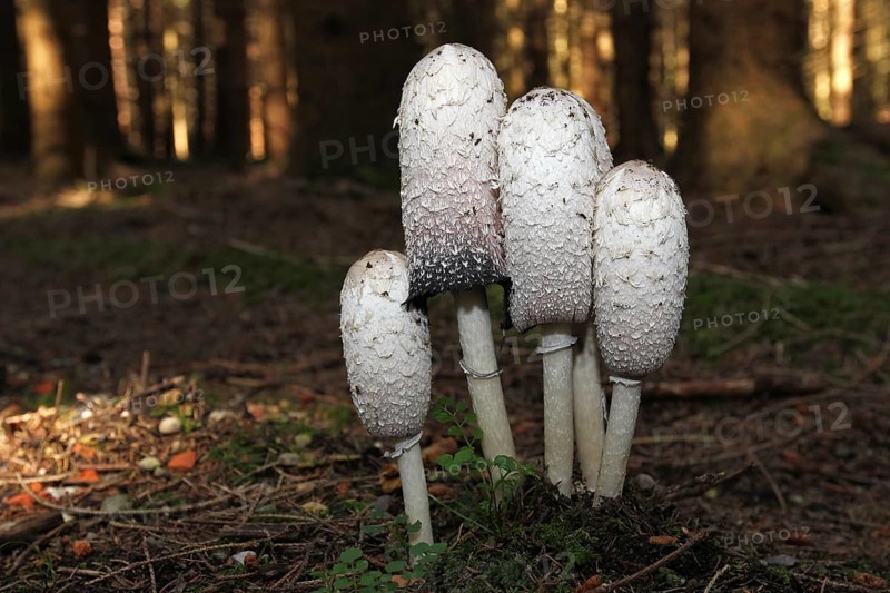 The shaggy ink cap (Coprinus comatus) in a spruce forest