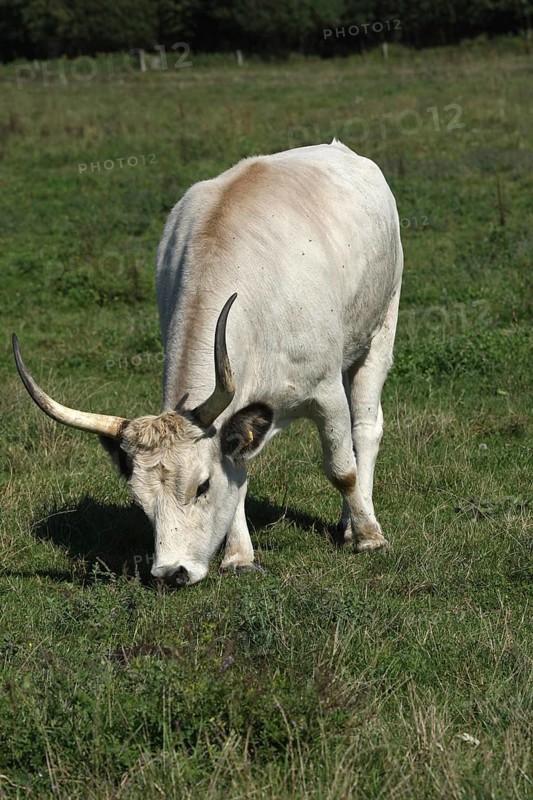 Hungarian Grey cattle (Bos primigenius taurus)