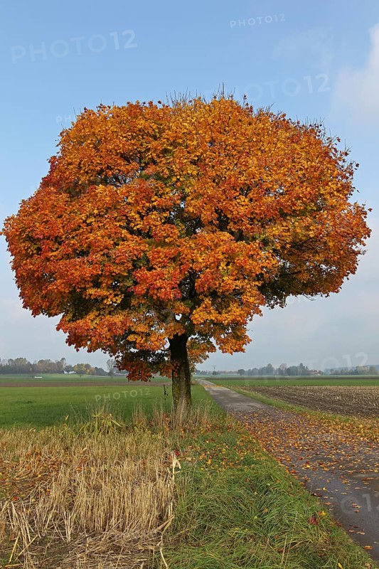 Norway maple (Acer platanoides)