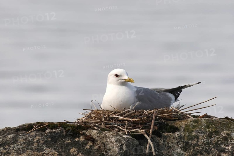 Common gull (Larus canus) in nest