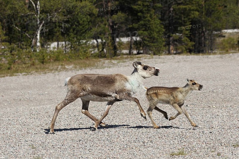 Reindeer (Rangifer tarandus)