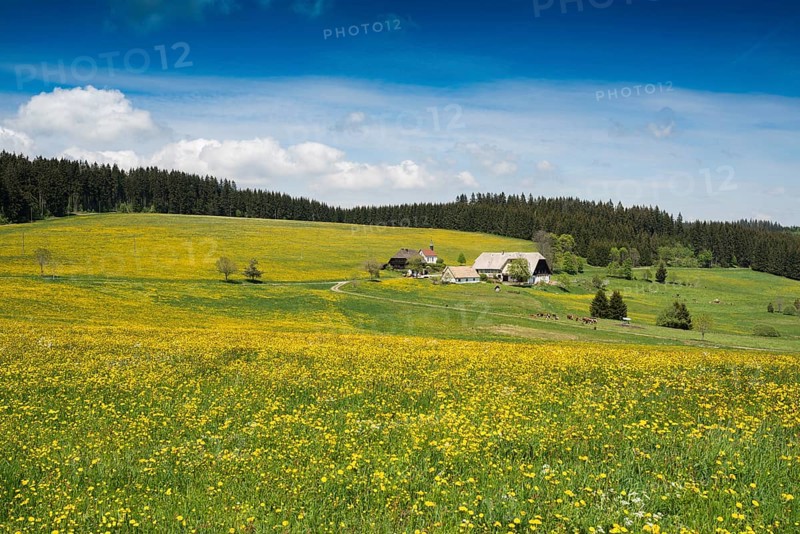 Meadows blooming and Schwarzenbach farm
