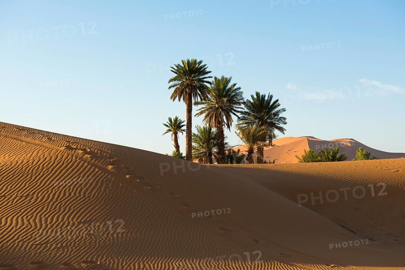 Dunes and palm trees in morning light