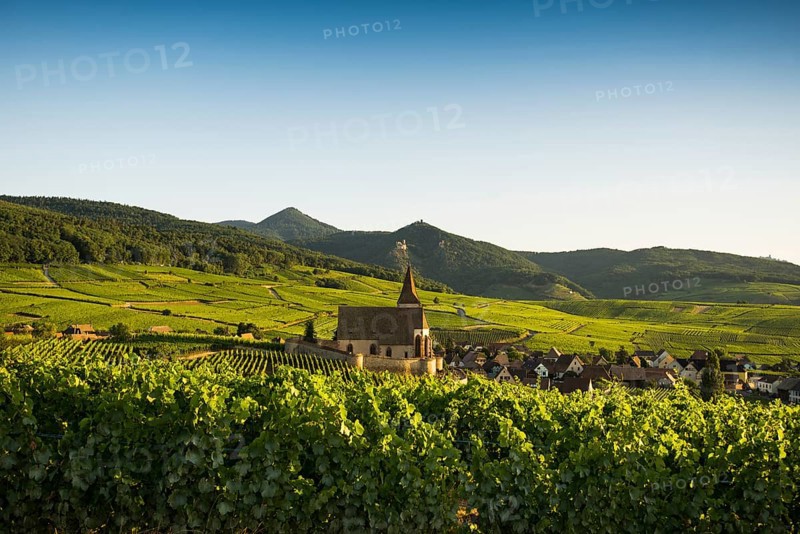 Church within the vineyards