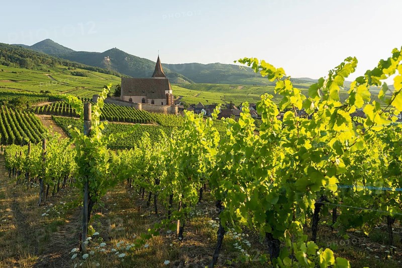 Church within the vineyards