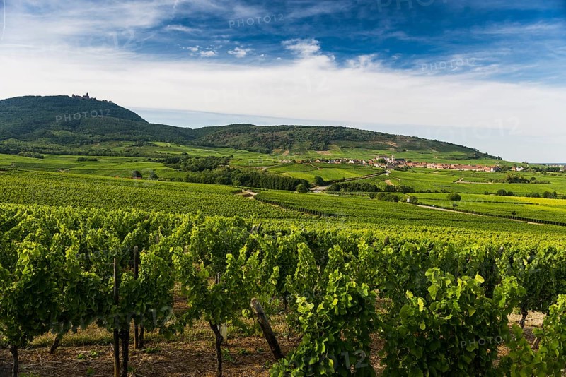 Village in the vineyards