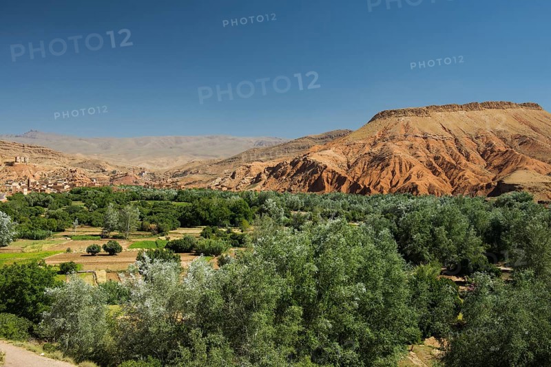 Oasis with date palms