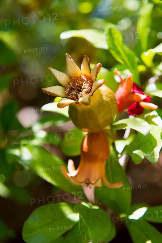 Pomegranate (Punica granatum)