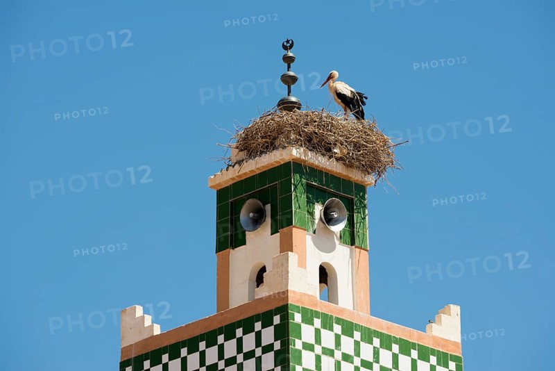 White stork (Ciconia ciconia)