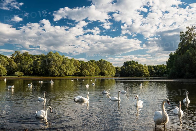 Swans (Cygnus sp.)
