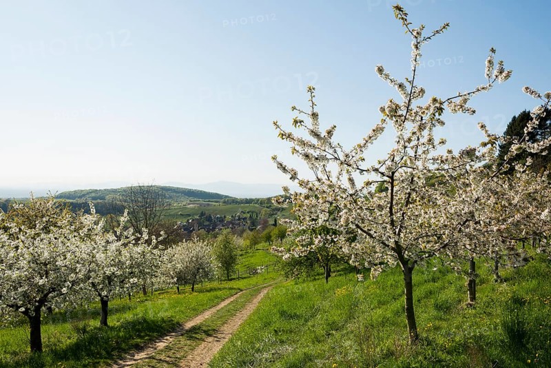 Flowering fruit trees
