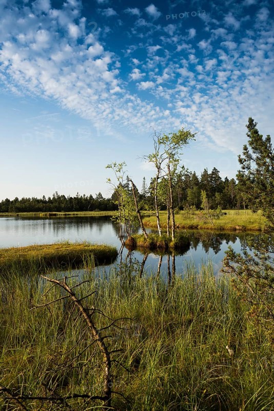 Wildseemoor