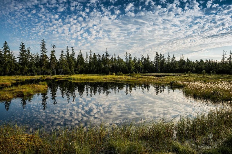 Wildseemoor