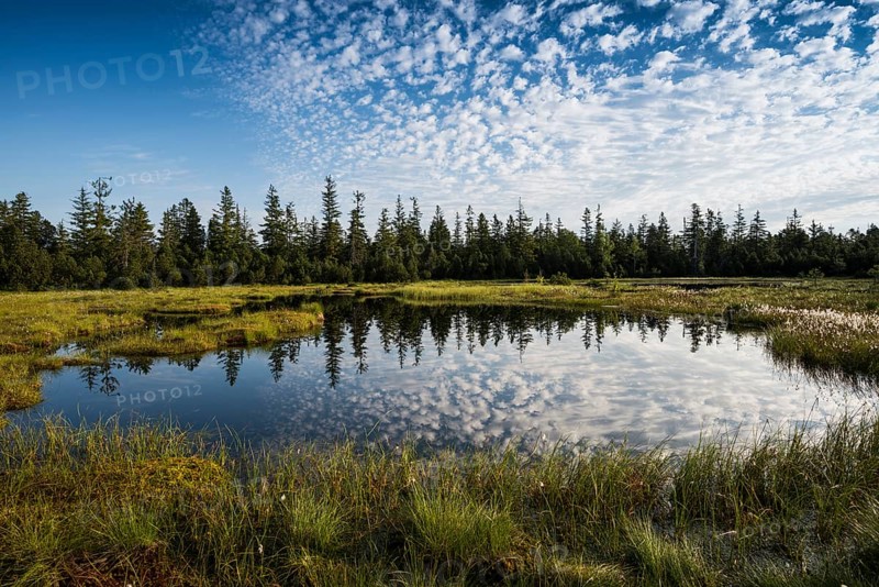 Wildseemoor