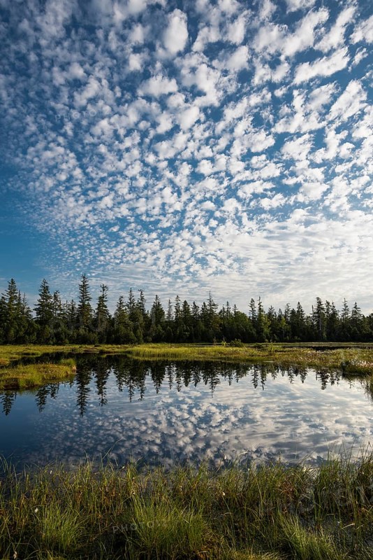 Wildseemoor